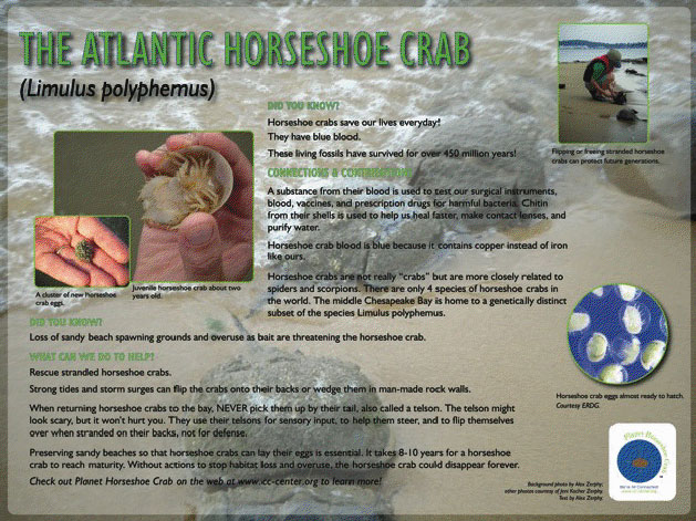 horseshoe crab blood. “Horseshoe crabs save human